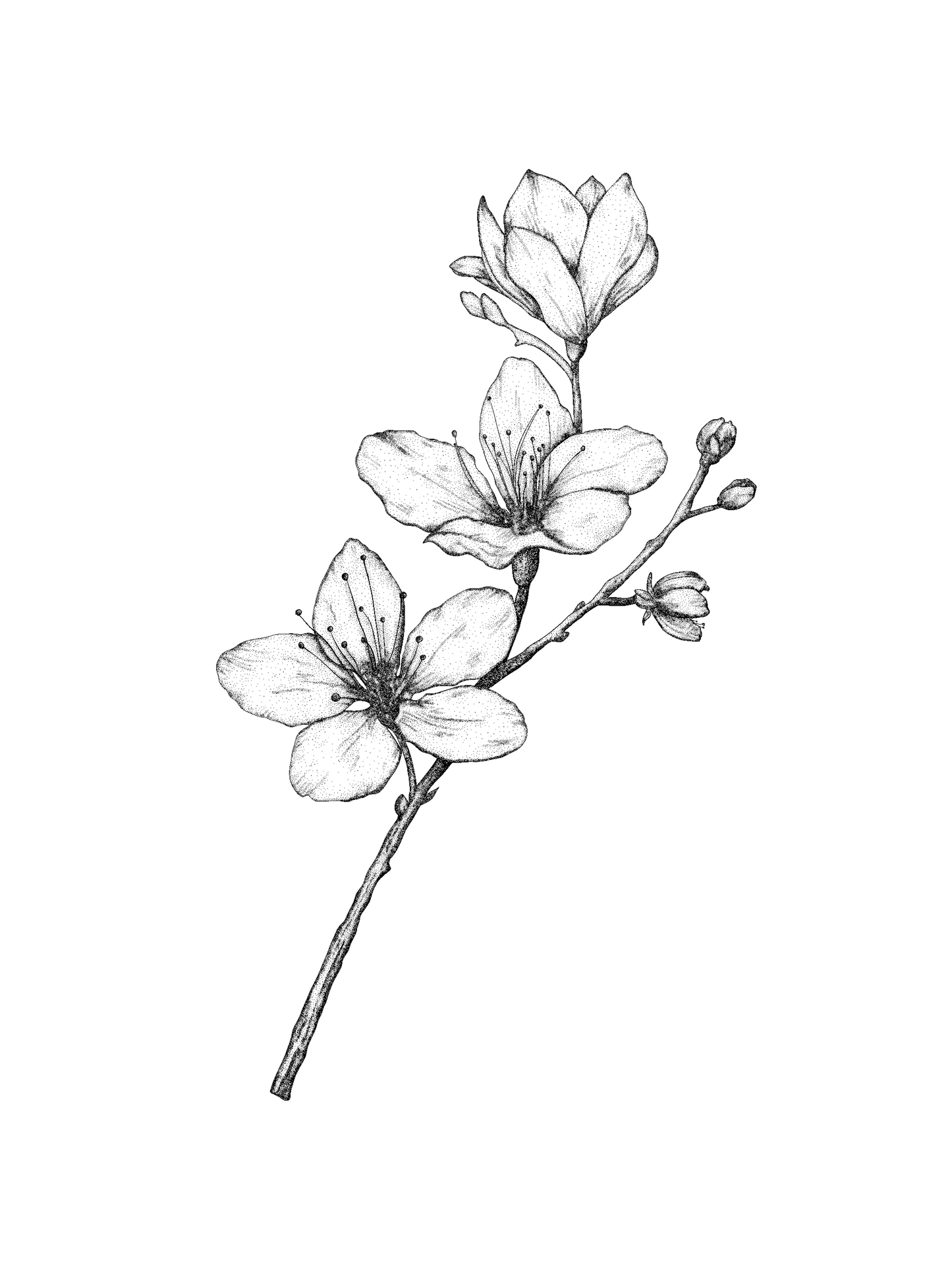 A3 Unframed Art Print - Floral