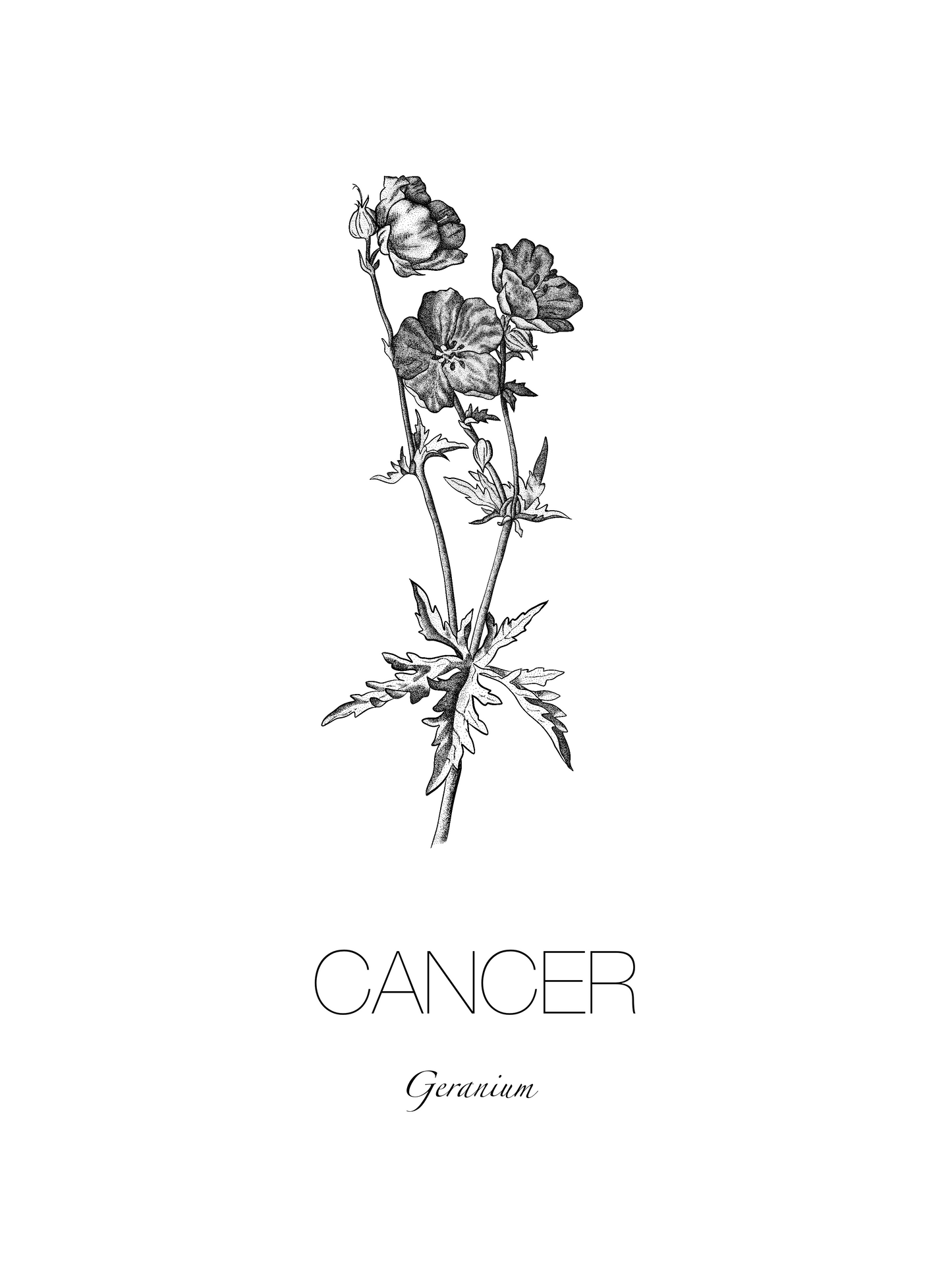 A3 Unframed Art Print - Star Sign Flowers