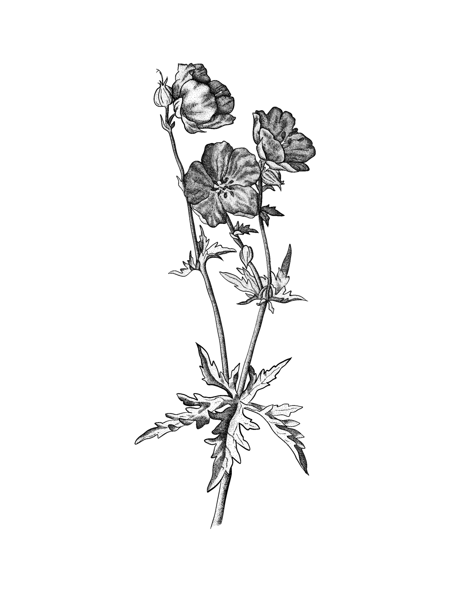 A3 Unframed Art Print - Floral