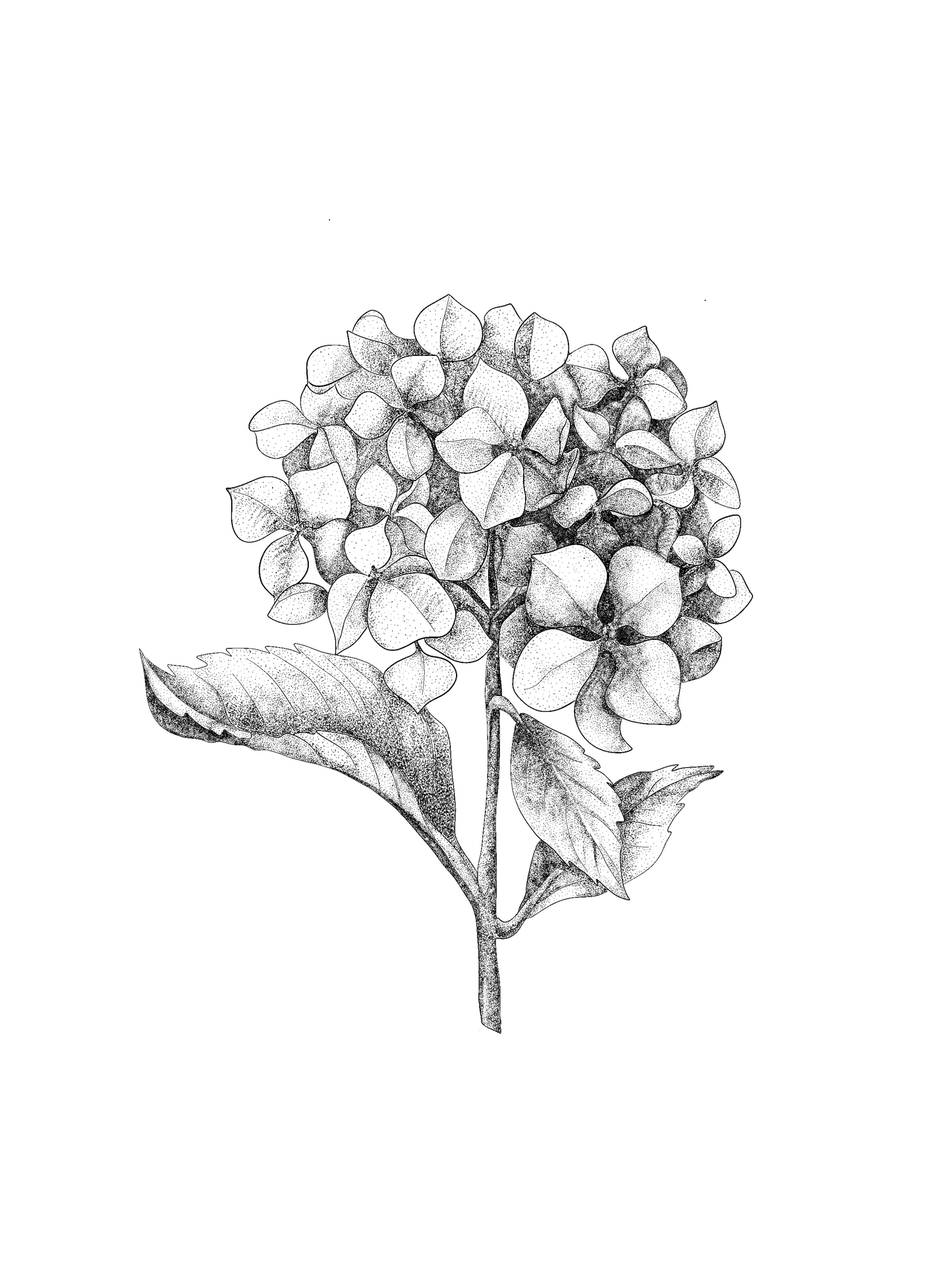 A3 Unframed Art Print - Floral