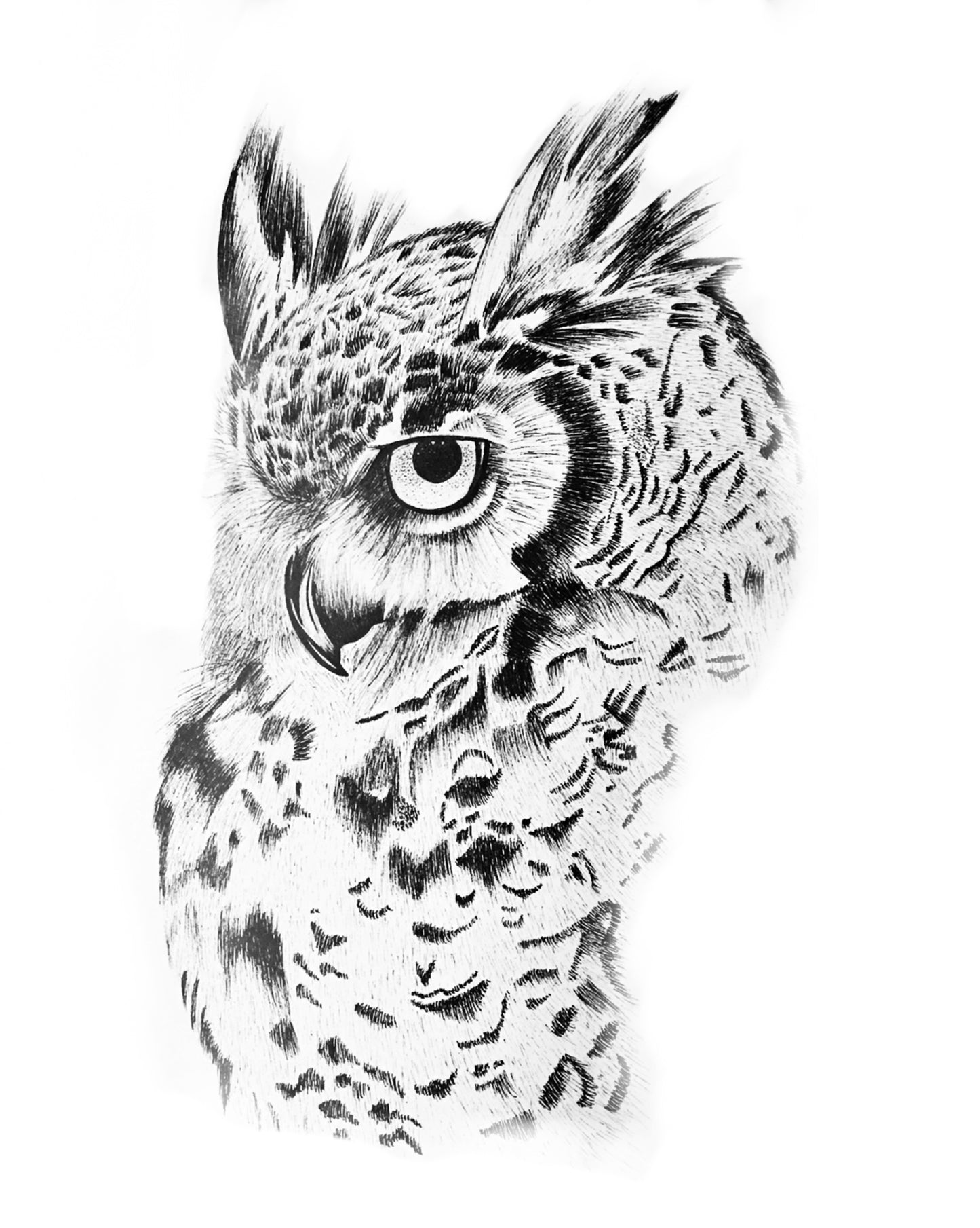 A3 Unframed Art Print - Insects & Animals