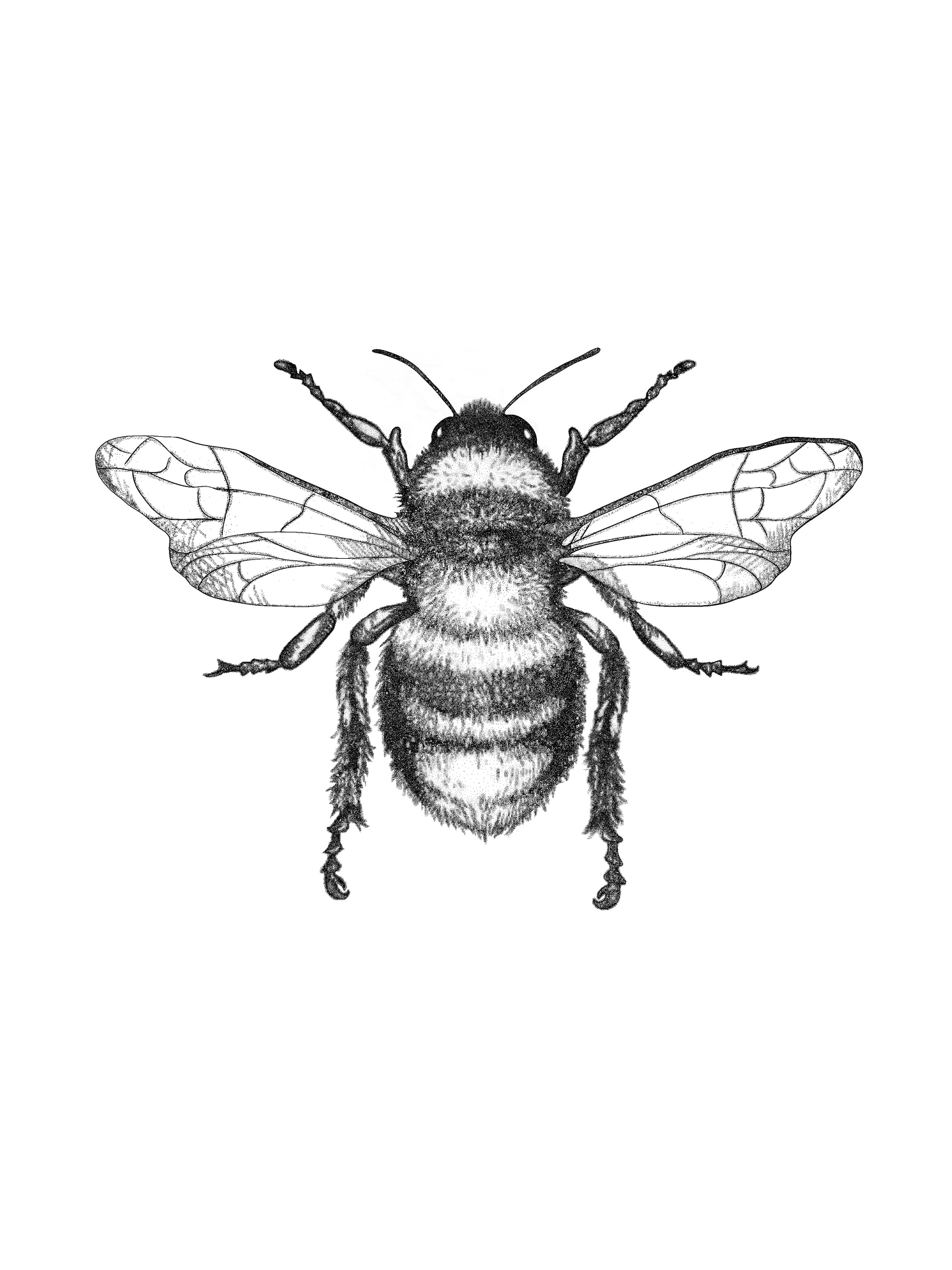 A3 Unframed Art Print - Insects & Animals